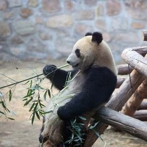 Meet your Posher, Jourdain